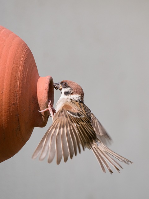 Sparrows feeding on millet seeds