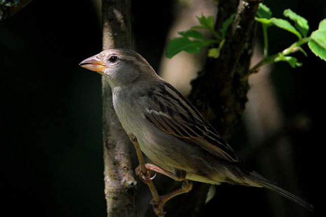 Sparrows feeding on millet seeds