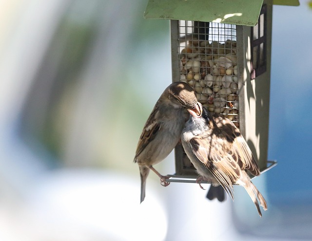 Sparrows feeding on seed mix