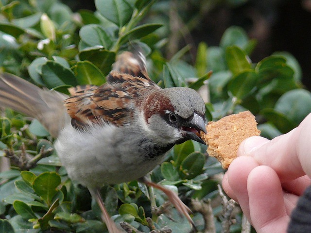 Sparrows feeding on seed mix