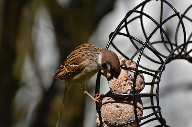 Sparrows feeding on seed mix