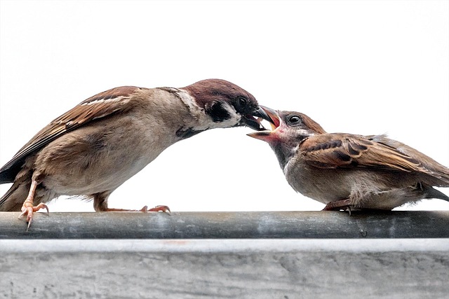 Sparrows feeding on seed mix