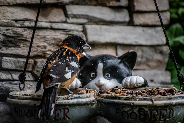 Spring garden birds eating fruit slices