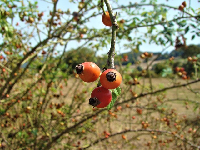 Spring garden birds eating fruit slices