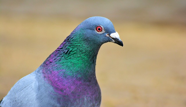 Squirrel and pigeon proof feeder design