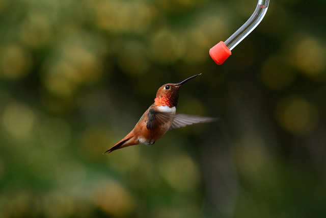 Squirrel-proof bird feeder in backyard
