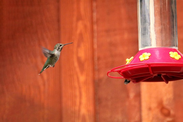 Squirrel-proof  feeder with sunflower heart