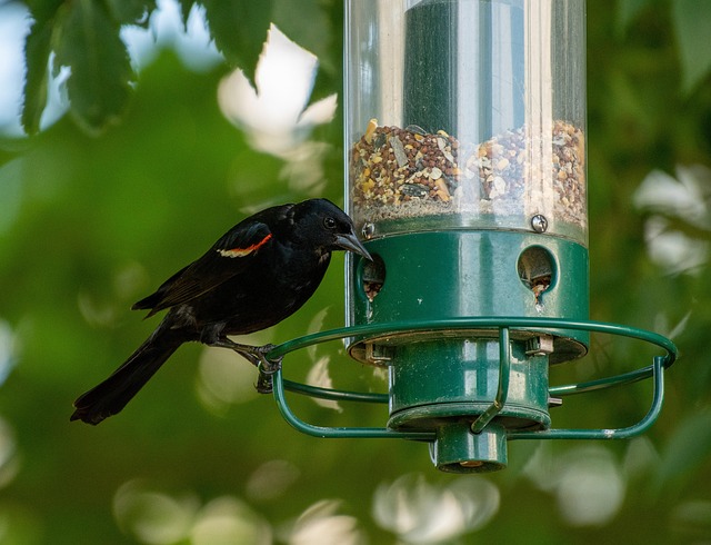 Squirrel-proof peanut feeder hanging in garden