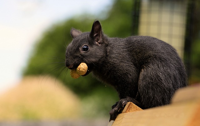 Squirrel-proof peanut feeder hanging in garden