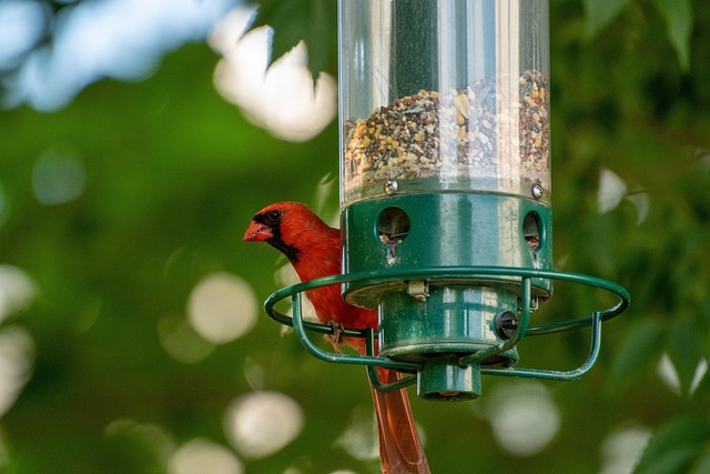 Squirrel-proof peanut feeder in garden