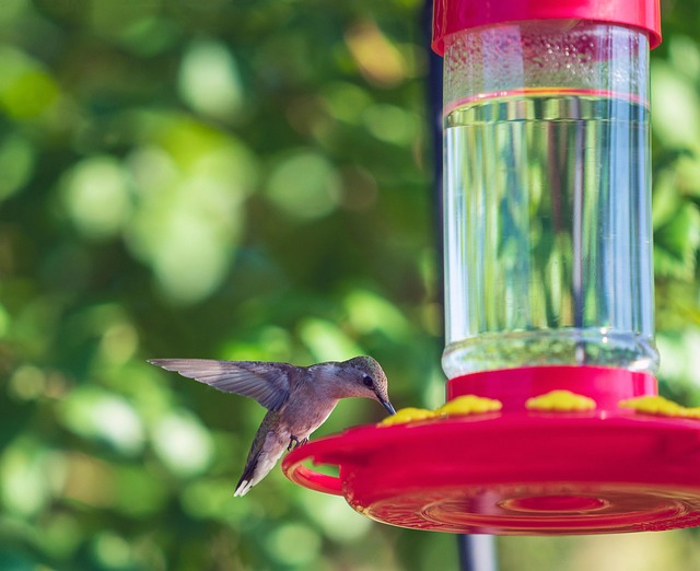 Squirrel-proof peanut feeder in garden