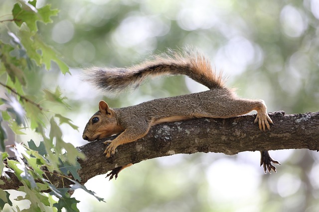 Squirrels kept away by feeder baffle