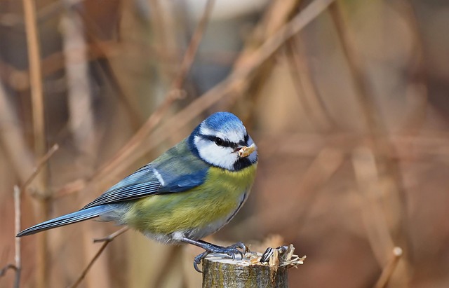 Stack of bird feed parcels indoors