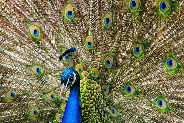 Starling displaying iridescent feathers