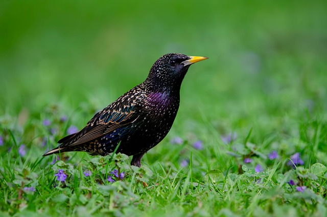 Starling displaying iridescent feathers
