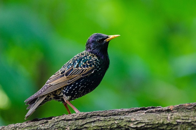 Starling displaying iridescent feathers