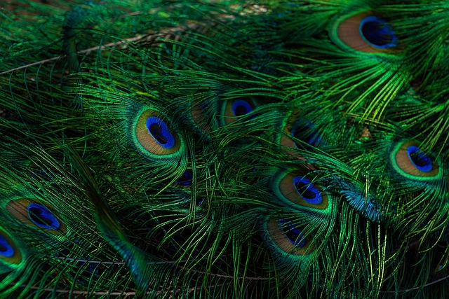 Starling displaying iridescent feathers