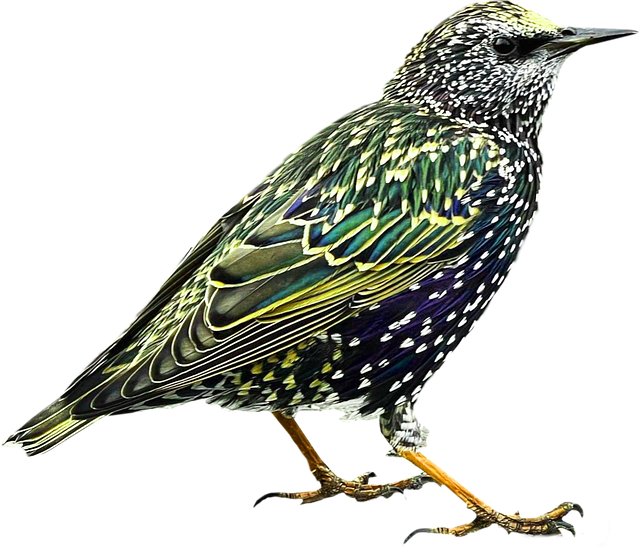 Starlings eating dried mealworms outdoors