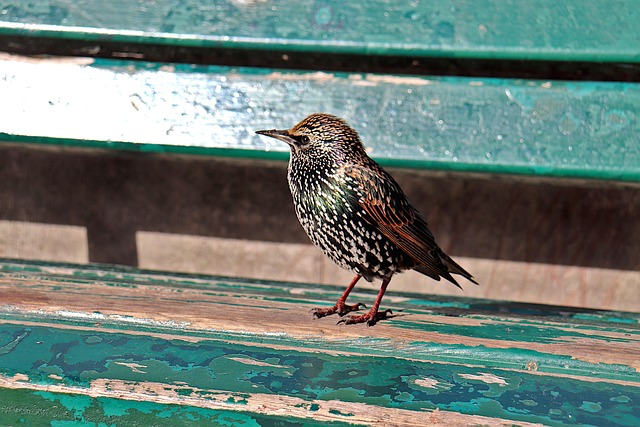 Starlings eating dried mealworms outdoors