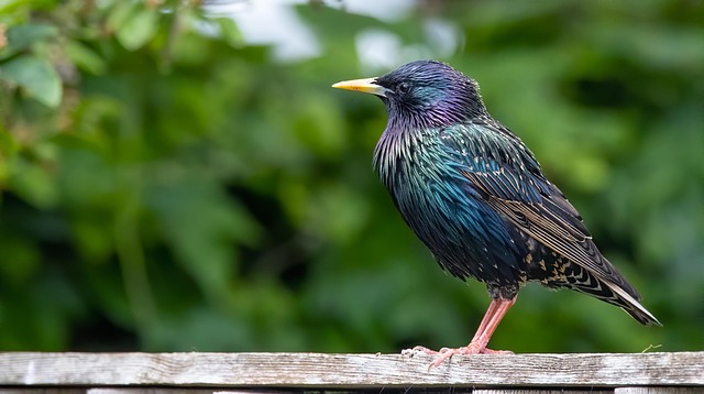 Starlings eating dried mealworms outdoors