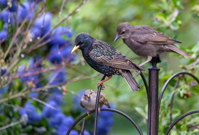 Starlings eating dried mealworms outdoors