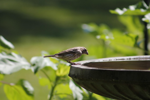 Stone bird bath surrounded by wildflowers