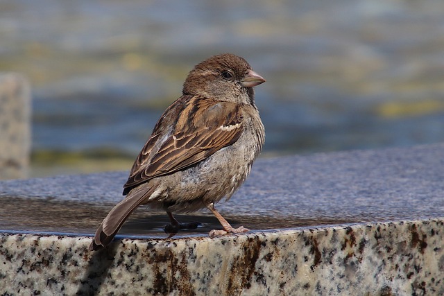 Stone bird bath with sparrows splashing water
