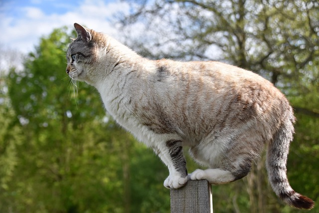 Sturdy feeder mounted on pole guard