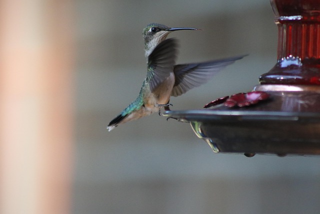 Sturdy feeder mounted on pole guard