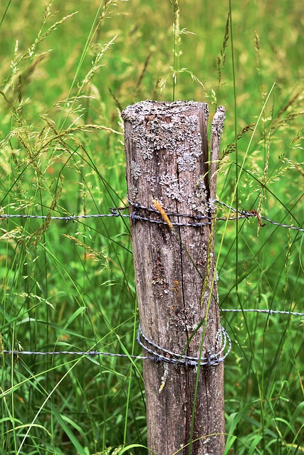 Suet ball holder attached to wooden post