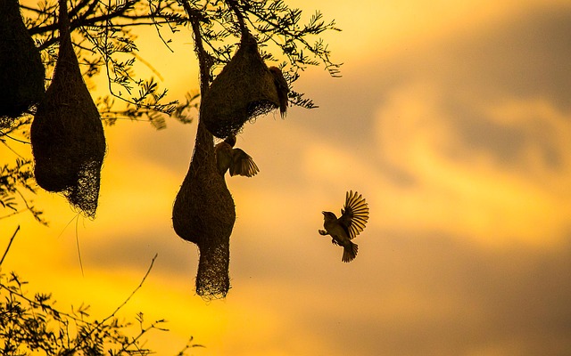 Suet balls dangling from tree branch