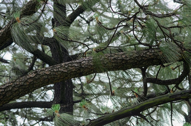 Suet balls hanging from tree branches