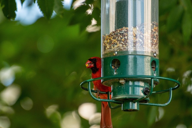Suet balls in mesh feeder hanging
