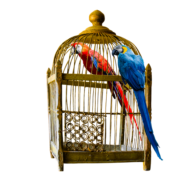 Suet balls stacked inside wire feeder cage