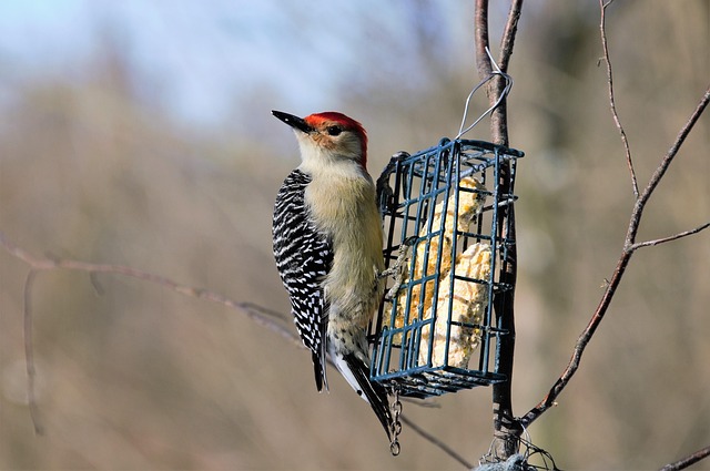 Suet balls stacked inside wire feeder cage