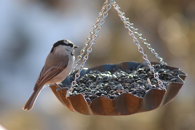 Suet balls stacked inside wire feeder cage