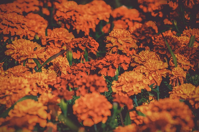Summer flowers with birds nearby