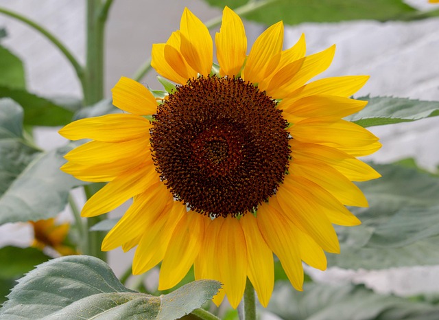Sunflower hearts in hanging seed feeder