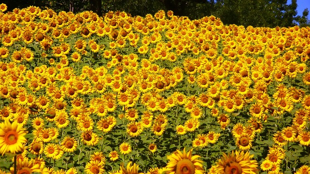 Sunflower hearts in rustic seed container