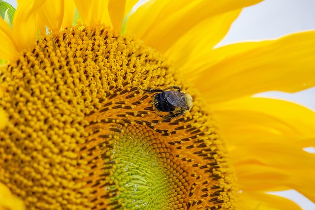 Sunflower hearts in rustic seed container