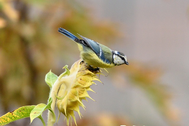 Sunflower hearts poured into bird table tray