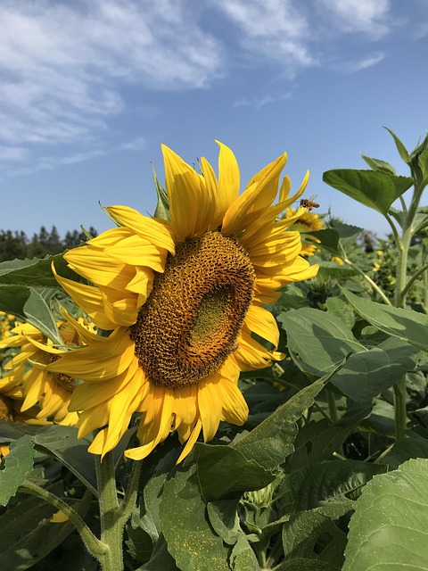 Sunflower seeds and grains mix