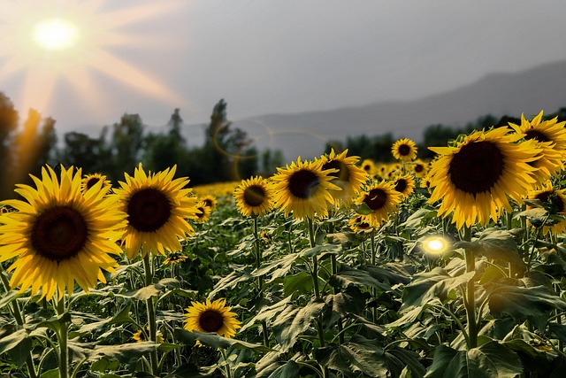 Sunflower seeds and grains mix