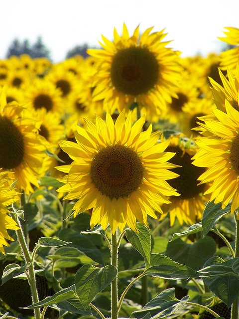 Sunflower seeds and grains mix