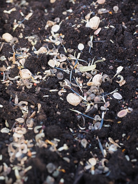 Sunflower seeds and grains mix