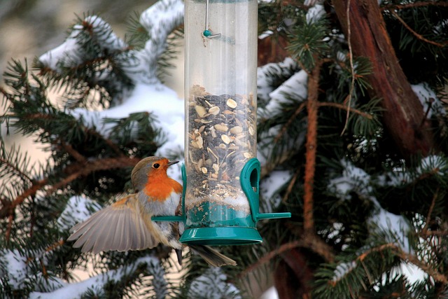 Suspended feeder filled with wriggly treats