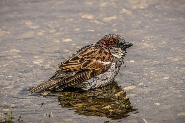 Terracotta bird bath with clear reflection