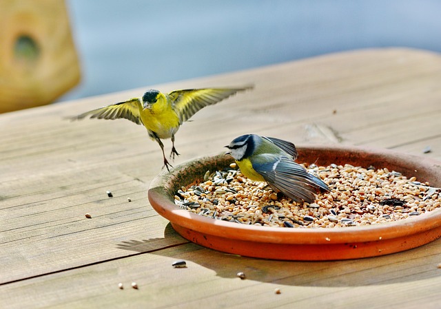 Tiny birds enjoying fresh seed mixture
