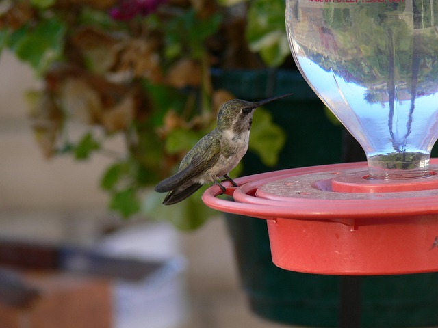 Tiny birds enjoying fresh seed mixture