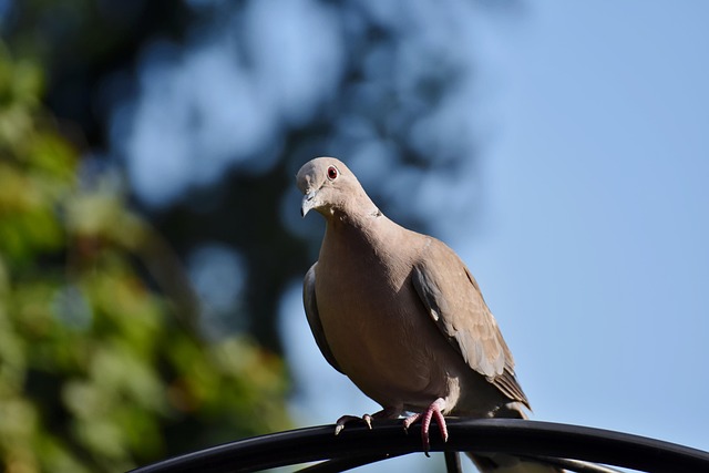Tiny birds perched, pigeons kept away